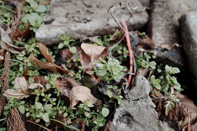 Close-up of dry leaves on tree trunk