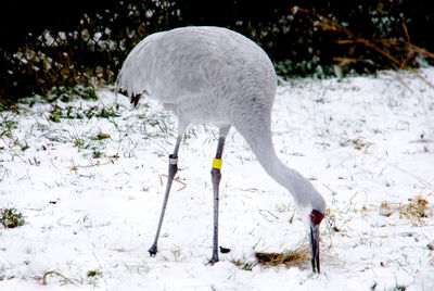 White bird on snow covered field