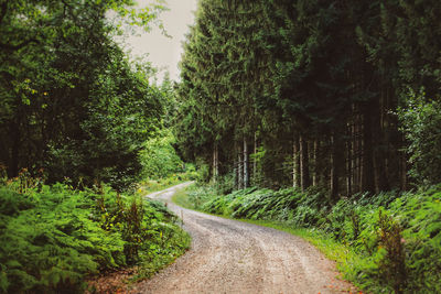 Dirt road amidst trees in forest