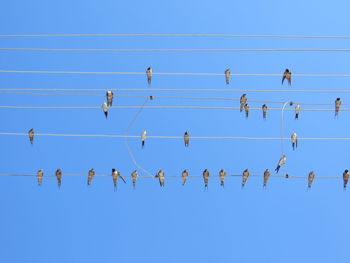 Low angle view of birds perching on power cables against clear blue sky