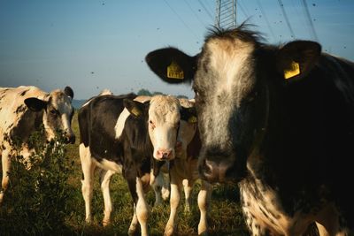 Cows standing on field