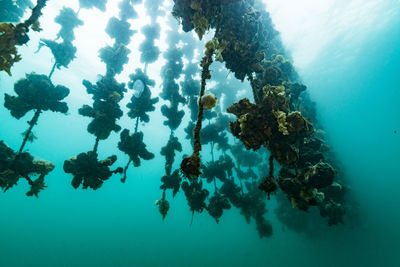 View of coral in sea