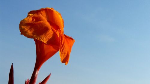 Low angle view of orange rose against sky