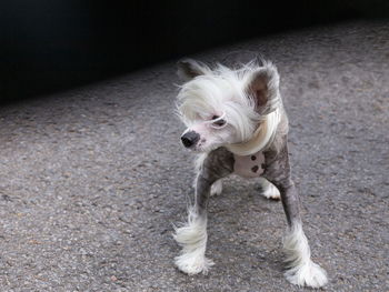 Frontal horizontal view of windblown chinese crested dog standing on concrete 