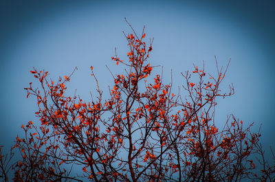 Low angle view of tree against clear sky