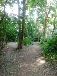 Footpath passing through forest