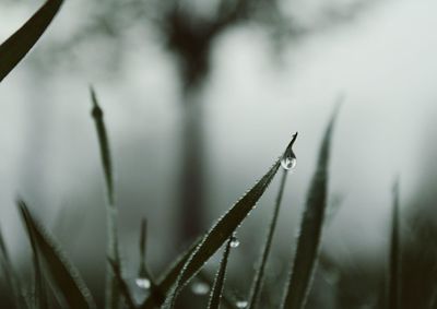 Close-up of plant against blurred background