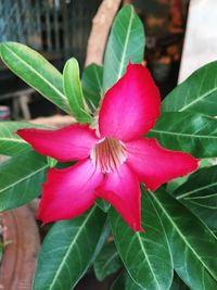 Close-up of pink flowers