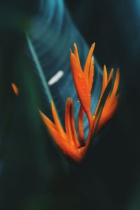 Close-up of orange flower