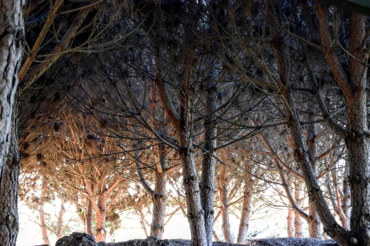 LOW ANGLE VIEW OF TREES AGAINST THE SKY