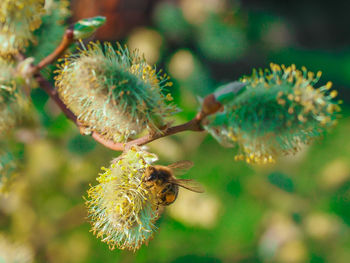 Close-up of bee on flower