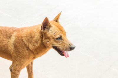 High angle view of a dog looking away