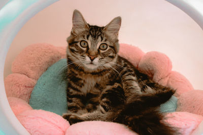 Portrait of tabby cat