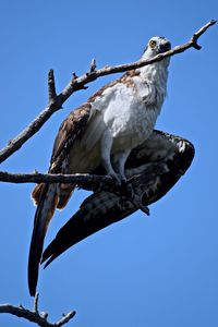 Low angle view of osprey perching on branch against clear sky