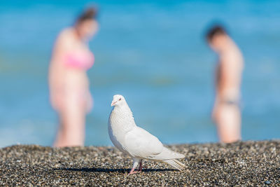 Bird at shore with people in background at beach