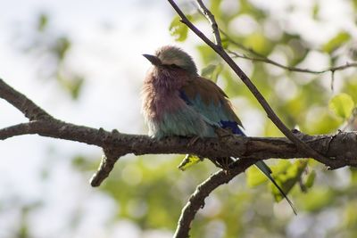 Low angle view of bird perching on tree