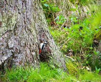 Bird on tree trunk in forest