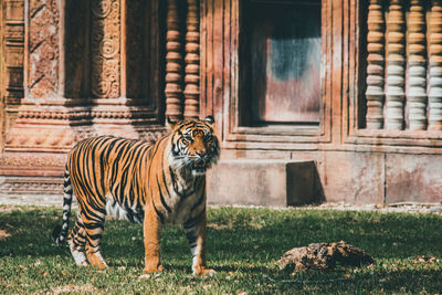 Zebra in zoo