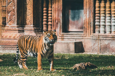 Tiger in zoo