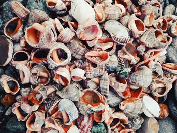 High angle view of seashells on the coast of black sea