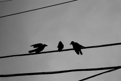 Low angle view of birds perching on cable against sky