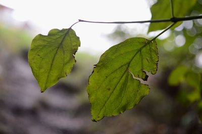 Close-up of water drop on leaf