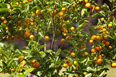 Orange fruits on tree