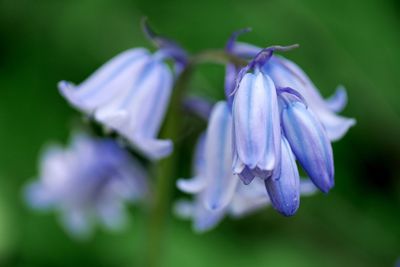 Close-up of purple flowers