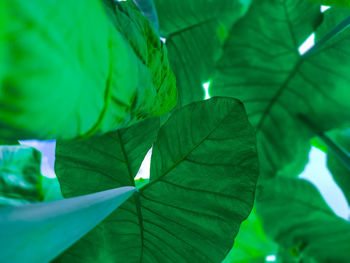 Close-up of green leaves