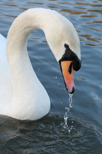 Close-up of swan swimming in lake