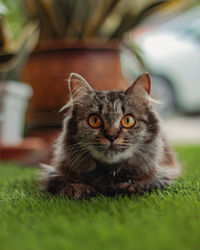 Portrait of cat relaxing outdoors