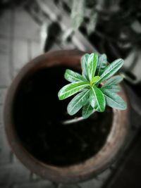 Close-up of plant