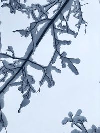 Low angle view of tree against sky