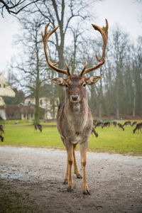 Portrait of deer standing against trees