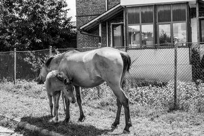 Horse standing in ranch