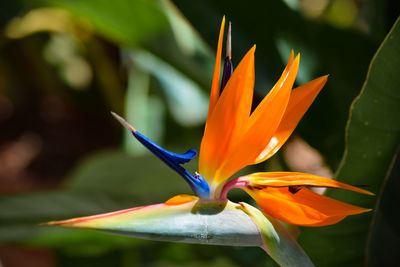 Close-up of orange flower strelitzie