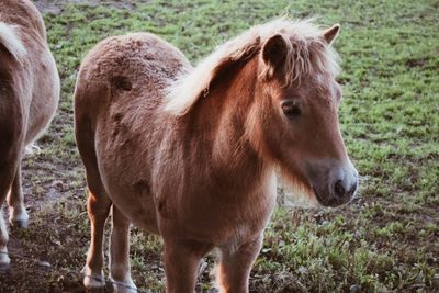 Close-up of horse standing on field