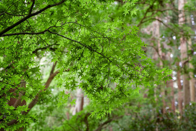 Close-up of fresh green plants
