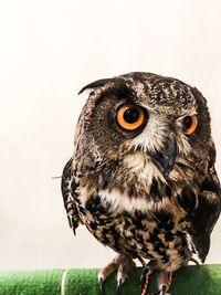 Close-up of owl