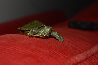 Close-up of small turtle on red sofa