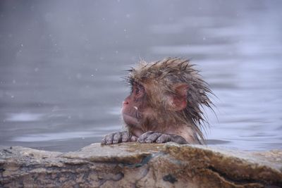View of a monkey against the lake