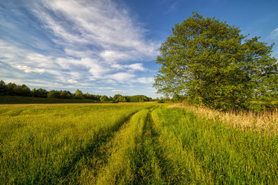 Scenic view of agricultural field against sky