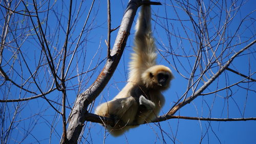 Low angle view of bird on branch against sky