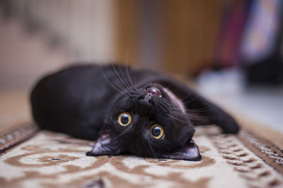 Portrait of cat lying on carpet