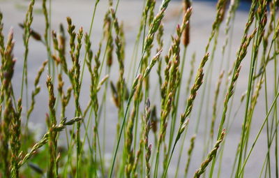 Close-up of plants growing in field