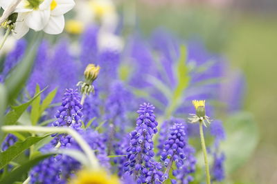 Close-up of purple flowers blooming in field