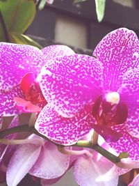 Macro shot of pink flower