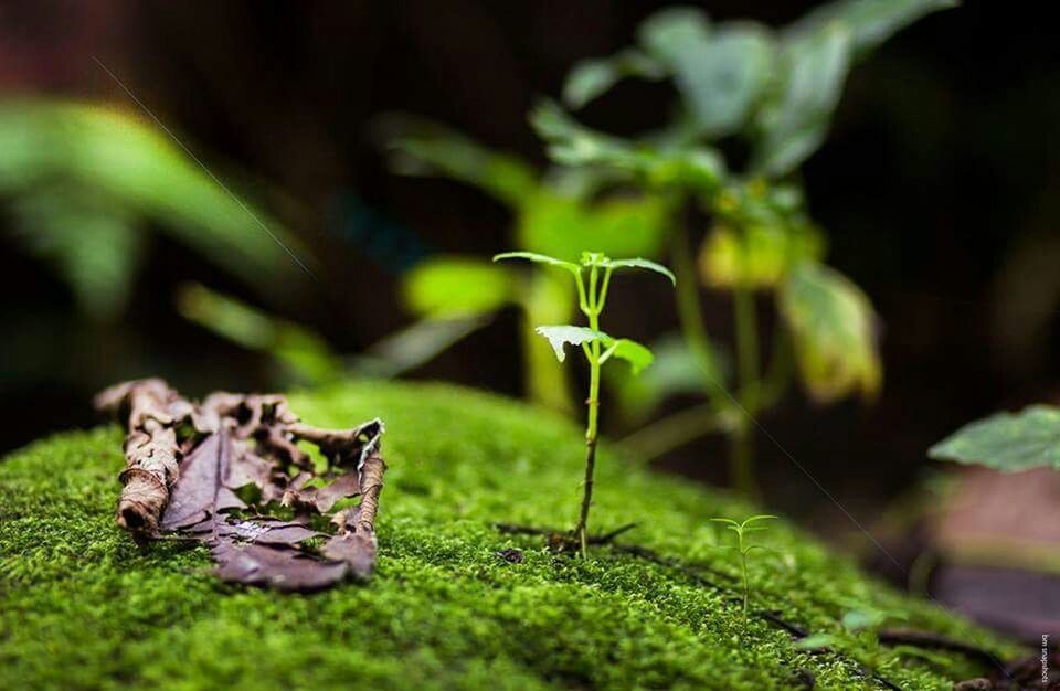 growth, green color, selective focus, plant, focus on foreground, grass, close-up, nature, leaf, field, moss, beauty in nature, growing, green, tranquility, outdoors, day, no people, forest, fragility