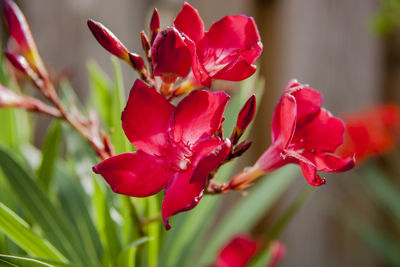 Close-up of red flowering plant in park