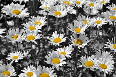 Close-up of white daisy flowers